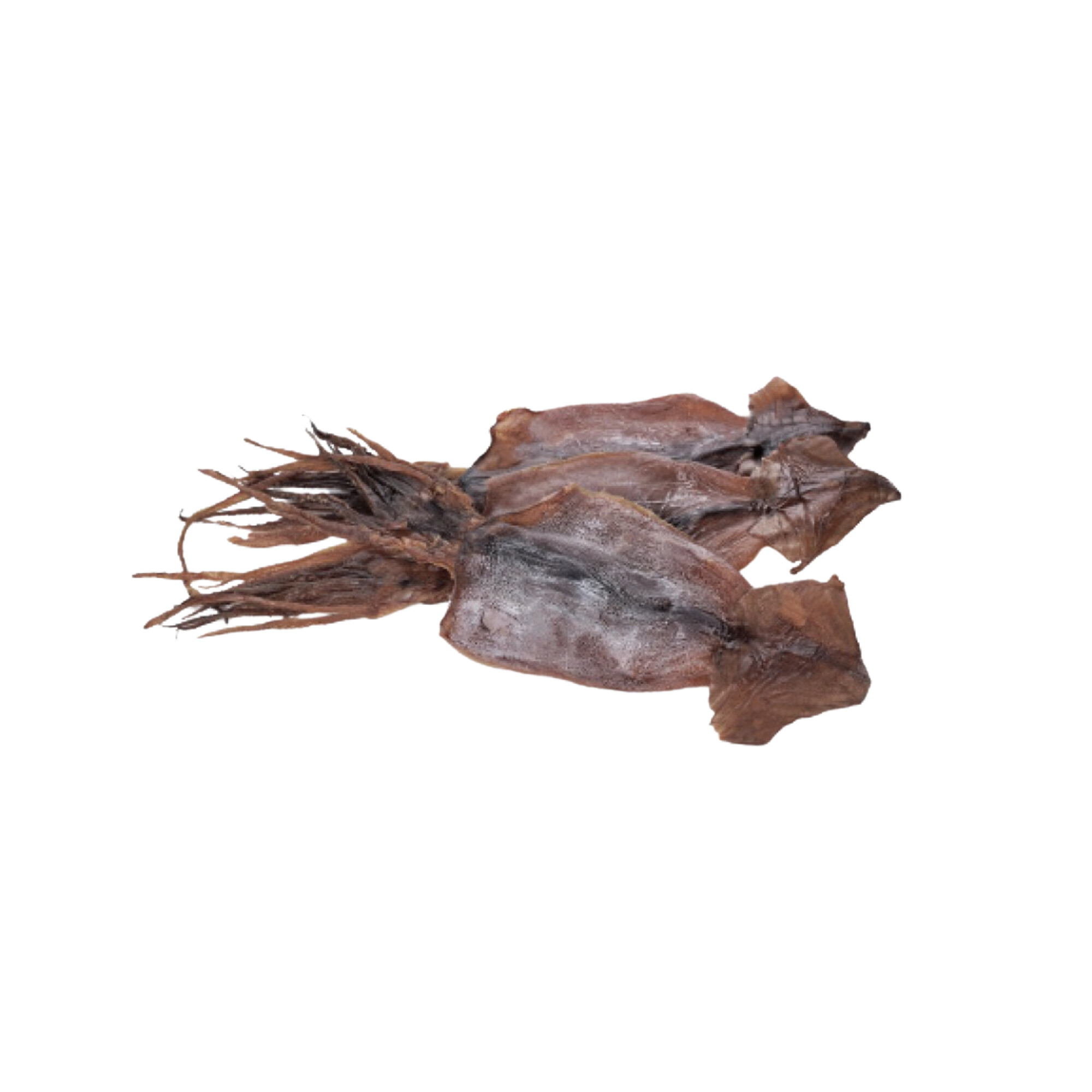 SOTONG HITAM